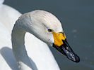 Bewick's Swan (WWT Slimbridge 03/06/09) ©Nigel Key