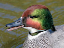Falcated Duck (WWT Slimbridge 03/06/09) ©Nigel Key