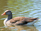 Greylag Goose (WWT Slimbridge 03/06/09) ©Nigel Key