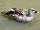 Indian Spot-Billed Duck (WWT Slimbridge 03/06/09) ©Nigel Key