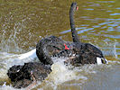 Black Swan (WWT Slimbridge 07/08/09) ©Nigel Key