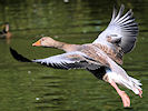 Greylag Goose (WWT Slimbridge 07/08/09) ©Nigel Key