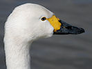 Bewick's Swan (WWT Slimbridge 24/03/09) ©Nigel Key