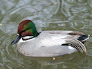 Falcated Duck (WWT Slimbridge 24/03/09) ©Nigel Key