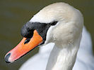 Mute Swan (WWT Slimbridge 24/03/09) ©Nigel Key