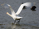 Mute Swan (WWT Slimbridge 24/03/09) ©Nigel Key
