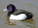 Tufted Duck (WWT Slimbridge 24/03/09) ©Nigel Key