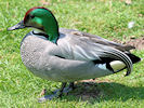 Falcated Duck (WWT Slimbridge 04/06/10) ©Nigel Key