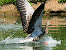 Greylag Goose (WWT Slimbridge 04/06/10) ©Nigel Key
