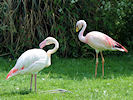 James's Flamingo (WWT Slimbridge 04/06/10) ©Nigel Key