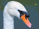 Mute Swan (WWT Slimbridge 04/06/10) ©Nigel Key
