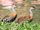 West Indian Whistling Duck (WWT Slimbridge 04/06/10) ©Nigel Key