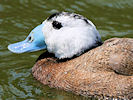 White-Headed Duck (WWT Slimbridge 04/06/10) ©Nigel Key