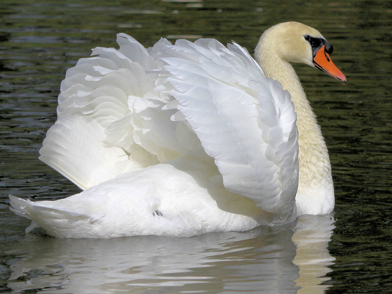 Mute Swan (WWT Slimbridge 09/09/10) ©Nigel Key