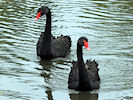 Black Swan (WWT Slimbridge 09/09/10) ©Nigel Key