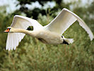 Mute Swan (WWT Slimbridge 09/09/10) ©Nigel Key