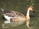 Swan Goose (WWT Slimbridge 09/09/10) ©Nigel Key