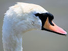 Mute Swan (WWT Slimbridge 22/04/10) ©Nigel Key