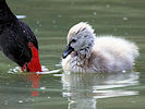 Black Swan (WWT Slimbridge 22/08/10) ©Nigel Key