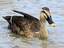 Spot-Billed Duck (WWT Slimbridge 22/08/10) ©Nigel Key
