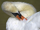 Mute Swan (WWT Slimbridge 22/08/10) ©Nigel Key