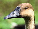 Swan Goose (WWT Slimbridge 22/08/10) ©Nigel Key