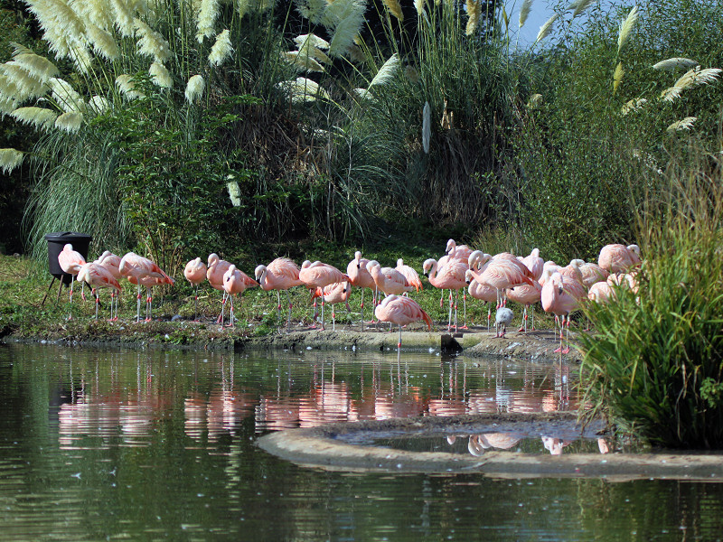 Chilean Flamingo (WWT Slimbridge 01/10/11) ©Nigel Key