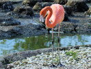 American Flamingo (WWT Slimbridge 01/10/11) ©Nigel Key