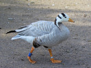 Bar-Headed Goose (WWT Slimbridge 01/10/11) ©Nigel Key