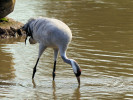 Eurasian Crane (WWT Slimbridge 01/10/11) ©Nigel Key