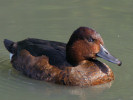 Ferruginous Duck (WWT Slimbridge October 2011) - pic by Nigel Key