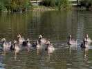 Greylag Goose (WWT Slimbridge 01/10/11) ©Nigel Key