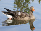 Greylag Goose (WWT Slimbridge 01/10/11) ©Nigel Key