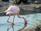 Lesser Flamingo (WWT Slimbridge 01/10/11) ©Nigel Key