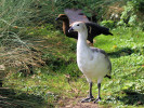 Magellan goose (WWT Slimbridge 01/10/11) ©Nigel Key