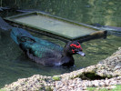 Muscovy Duck (WWT Slimbridge 01/10/11) ©Nigel Key