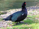 Muscovy Duck (WWT Slimbridge 01/10/11) ©Nigel Key