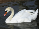 Mute Swan (WWT Slimbridge 01/10/11) ©Nigel Key