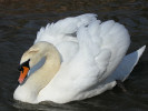 Mute Swan (WWT Slimbridge 01/10/11) ©Nigel Key
