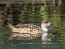Patagonian Crested duck (WWT Slimbridge 01/10/11) ©Nigel Key