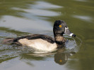 Ring-Necked Duck (WWT Slimbridge 01/10/11) ©Nigel Key
