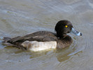 Tufted Duck (WWT Slimbridge 01/10/11) ©Nigel Key