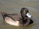 Tufted Duck (WWT Slimbridge 01/10/11) ©Nigel Key