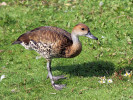 West Indian Whistling Duck (WWT Slimbridge 01/10/11) ©Nigel Key