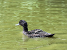 African Black Duck (WWT Slimbridge 04/06/11) ©Nigel Key
