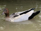 Australian Wood Duck (WWT Slimbridge 04/06/11) ©Nigel Key