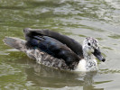 Comb Duck (WWT Slimbridge 04/06/11) ©Nigel Key