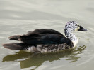 Comb Duck (WWT Slimbridge 04/06/11) ©Nigel Key