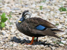 Spot-Billed Duck (WWT Slimbridge 04/06/11) ©Nigel Key