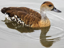 West Indian Whistling Duck (WWT Slimbridge 04/06/11) ©Nigel Key